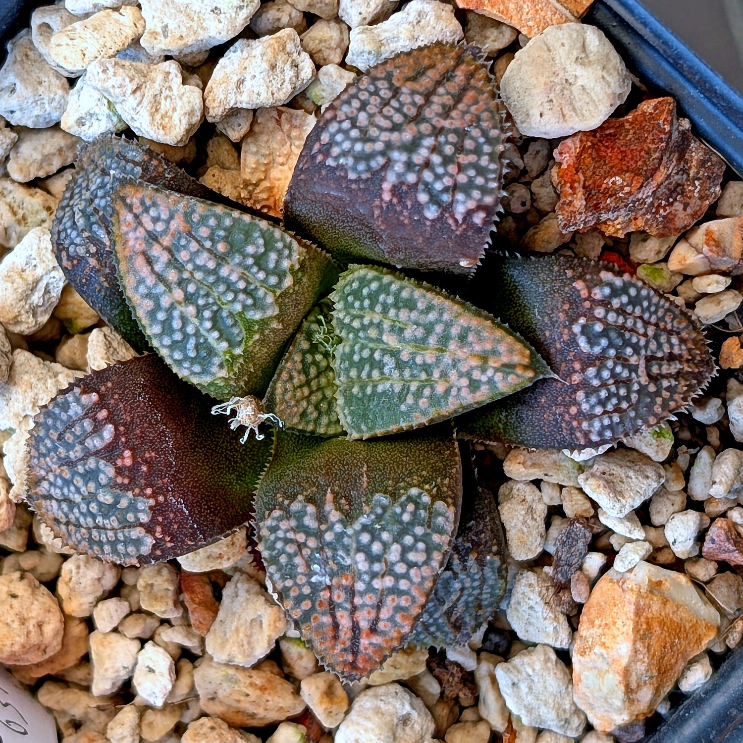 Haworthia "TetraTreasures" PP631 groenewaldii hybrid series #22
