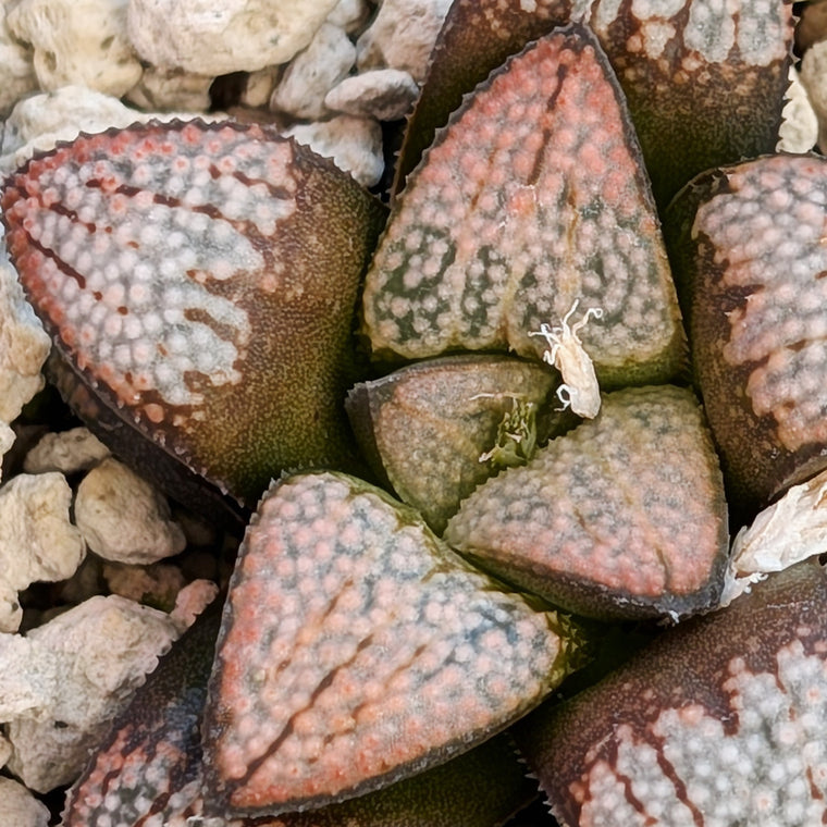 Haworthia 