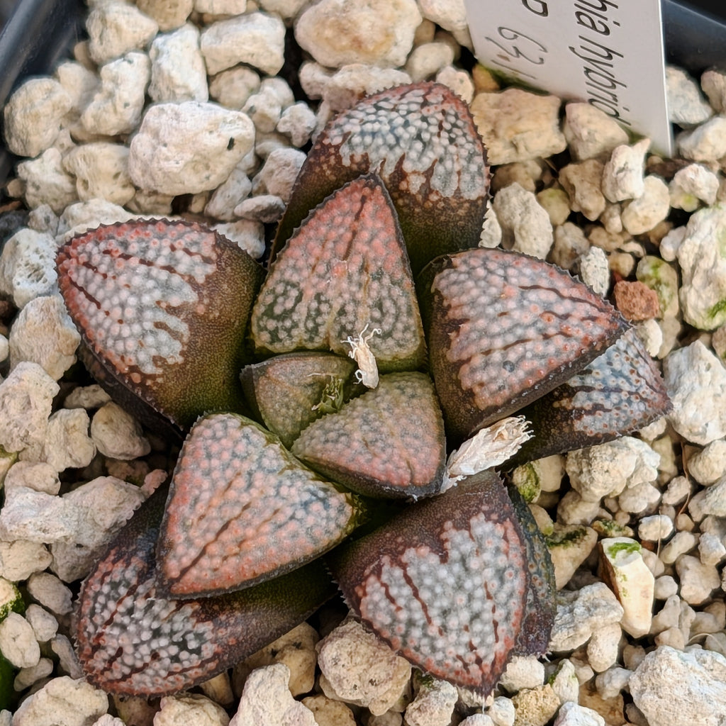 Haworthia "TetraTreasures" PP631 groenewaldii hybrid series #23