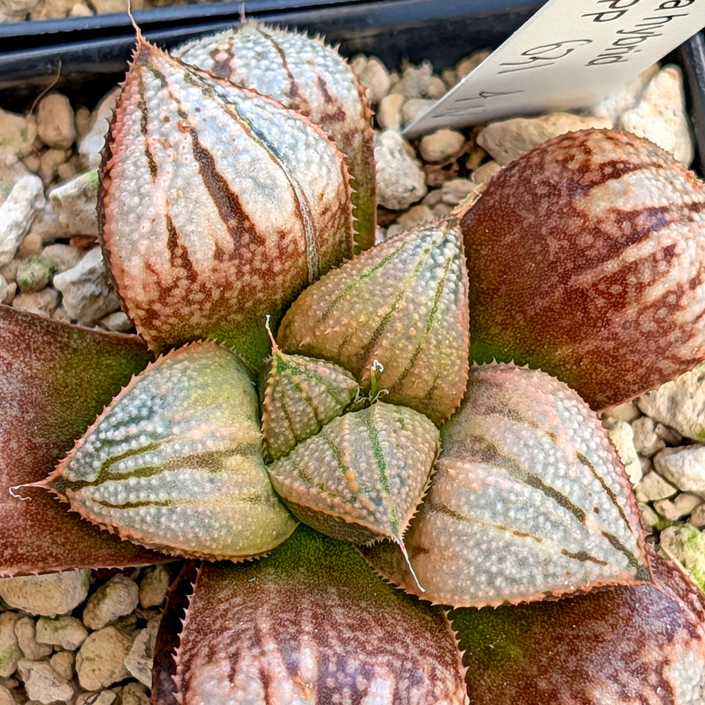 Haworthia "TetraTreasures" PP631 groenewaldii hybrid series #47