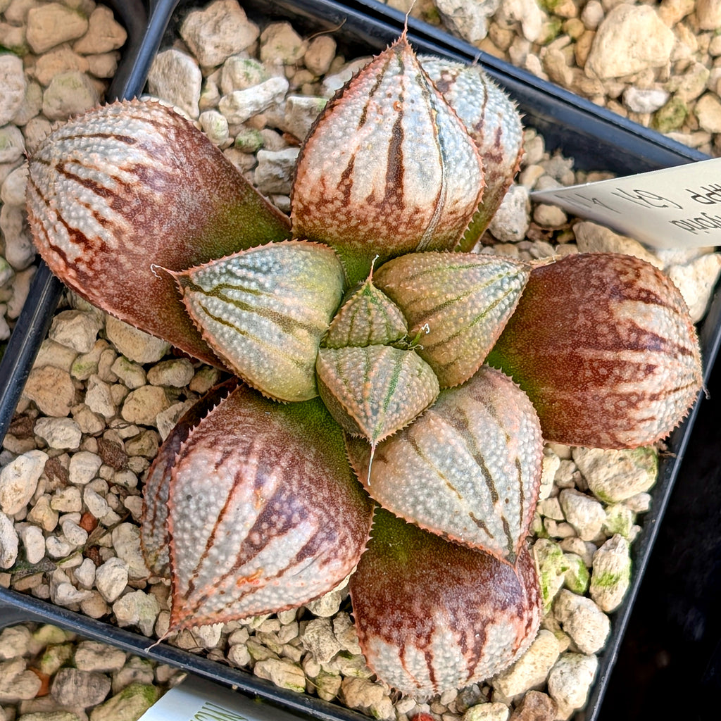 Haworthia "TetraTreasures" PP631 groenewaldii hybrid series #47