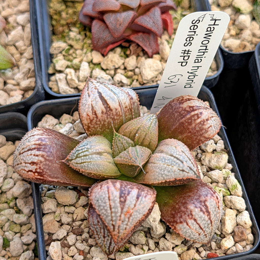 Haworthia "TetraTreasures" PP631 groenewaldii hybrid series #47