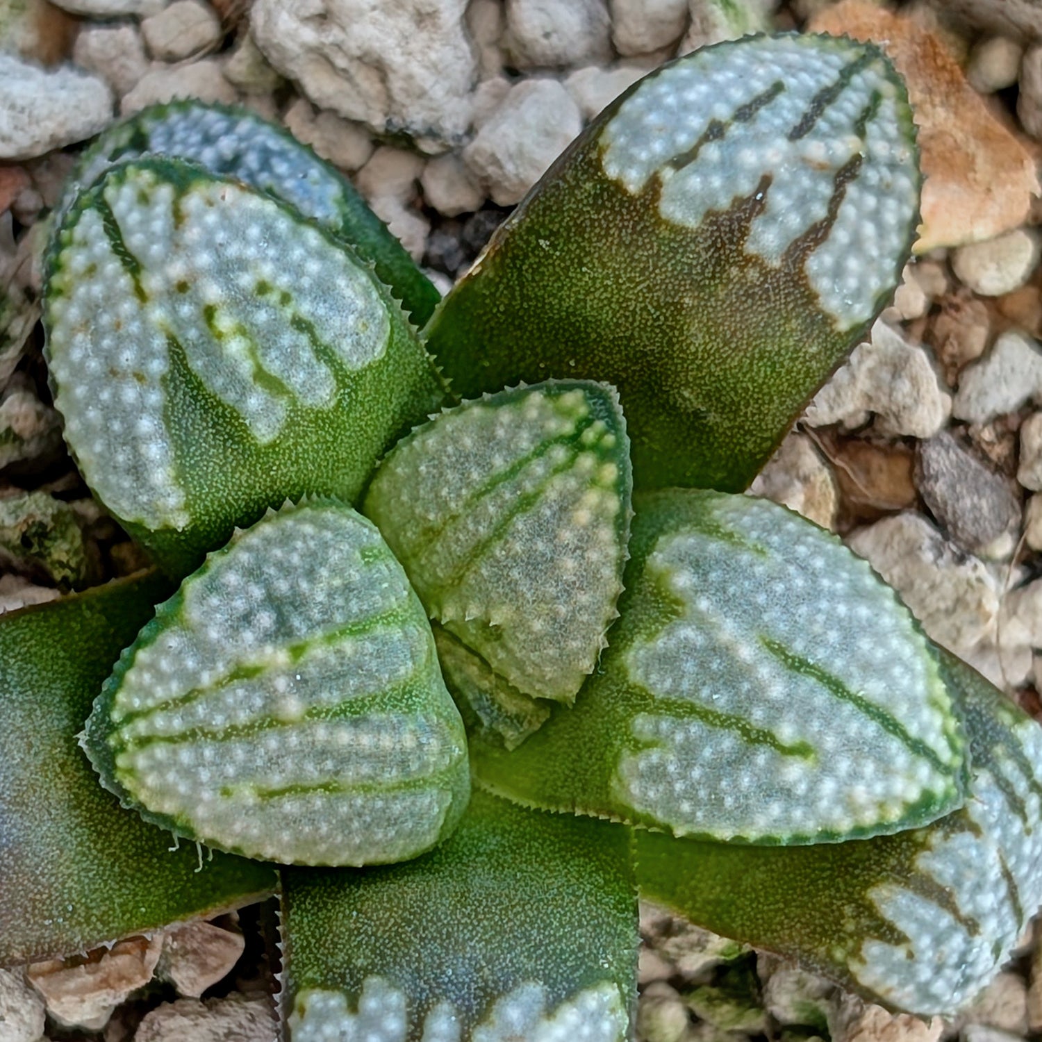 Haworthia "TetraTreasures" PP631 groenewaldii hybrid series #48