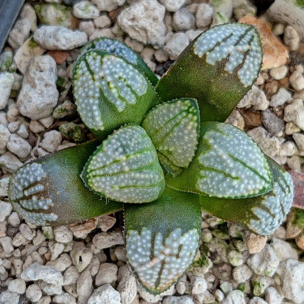 Haworthia "TetraTreasures" PP631 groenewaldii hybrid series #48