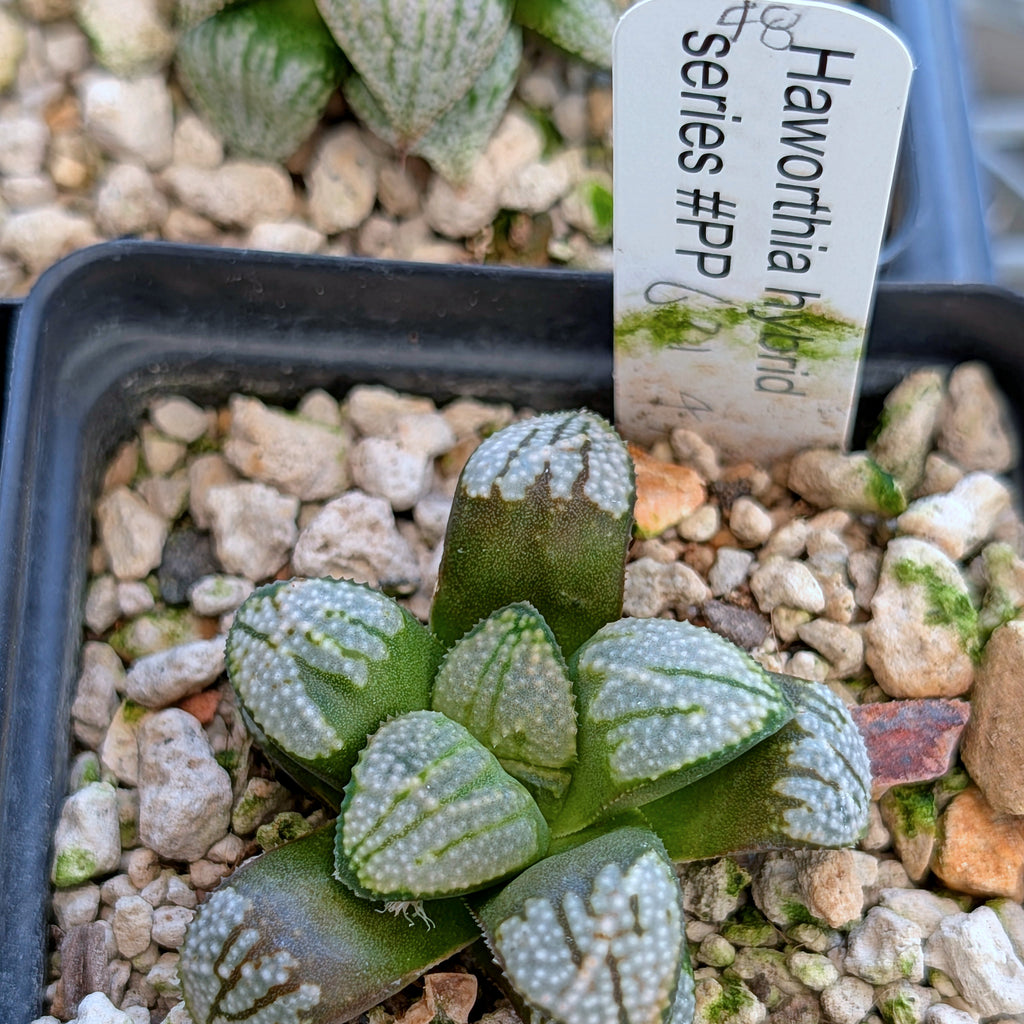 Haworthia "TetraTreasures" PP631 groenewaldii hybrid series #48