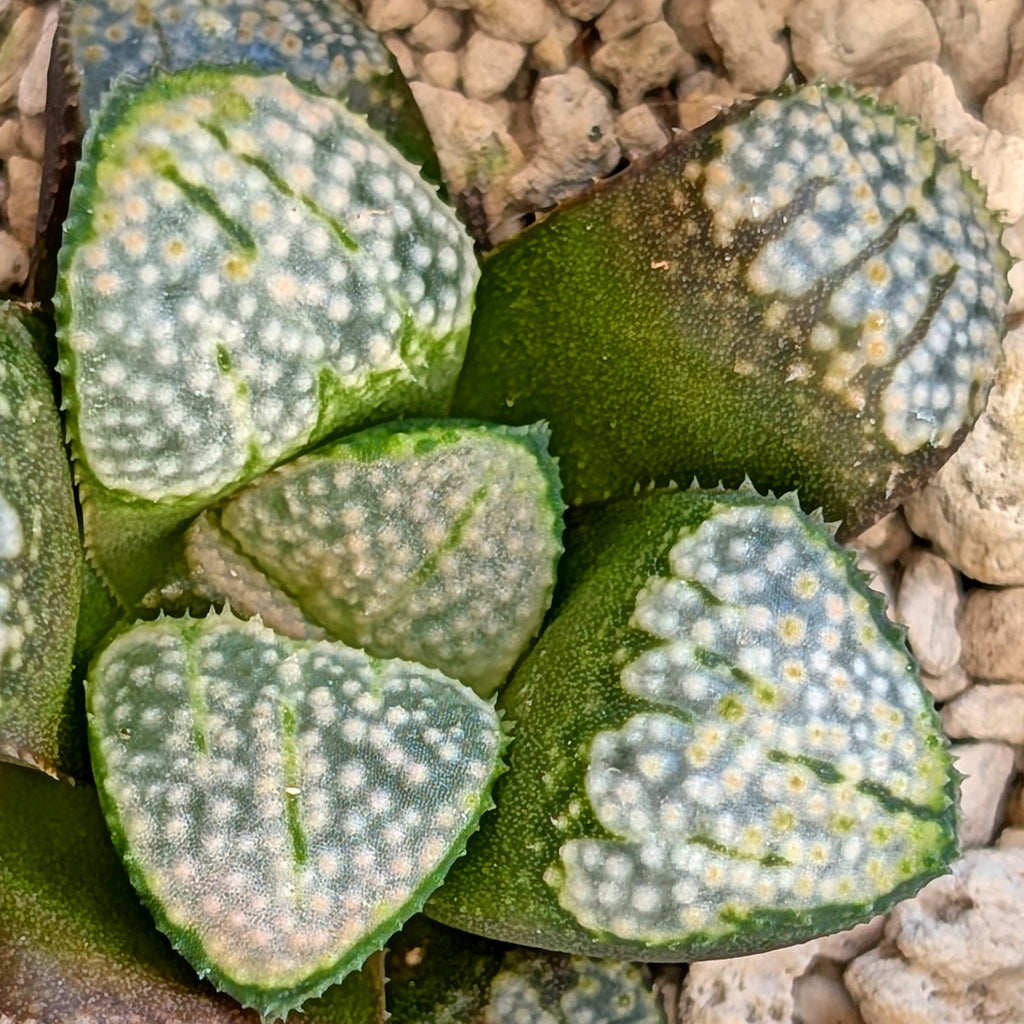 Haworthia "TetraTreasures" PP631 groenewaldii hybrid series #51