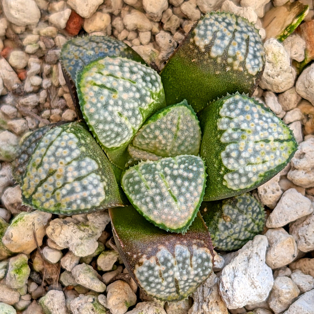 Haworthia "TetraTreasures" PP631 groenewaldii hybrid series #51
