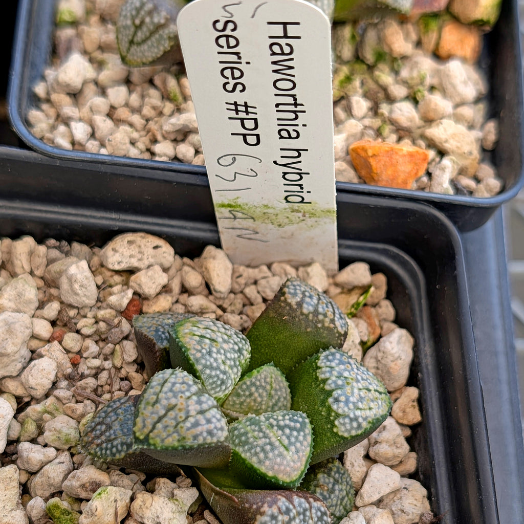 Haworthia "TetraTreasures" PP631 groenewaldii hybrid series #51