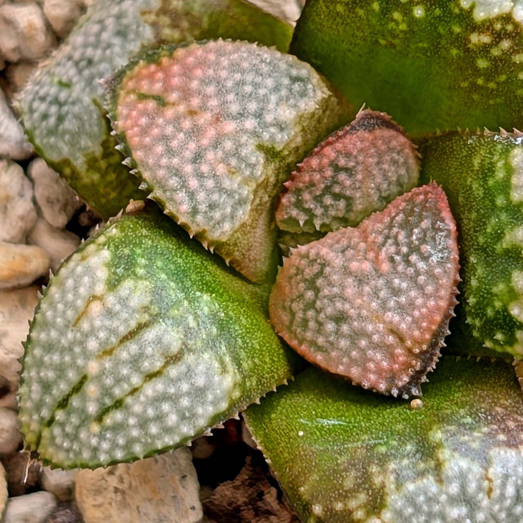 Haworthia "TetraTreasures" PP631 groenewaldii hybrid series #6