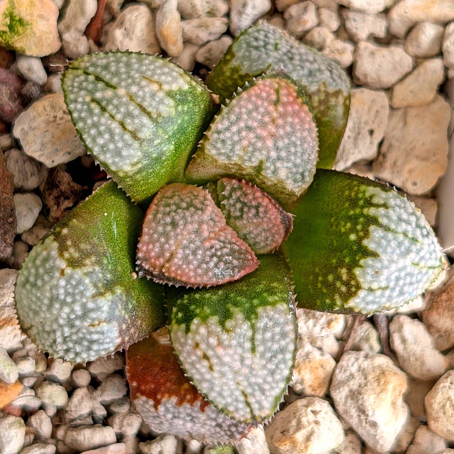 Haworthia "TetraTreasures" PP631 groenewaldii hybrid series #6