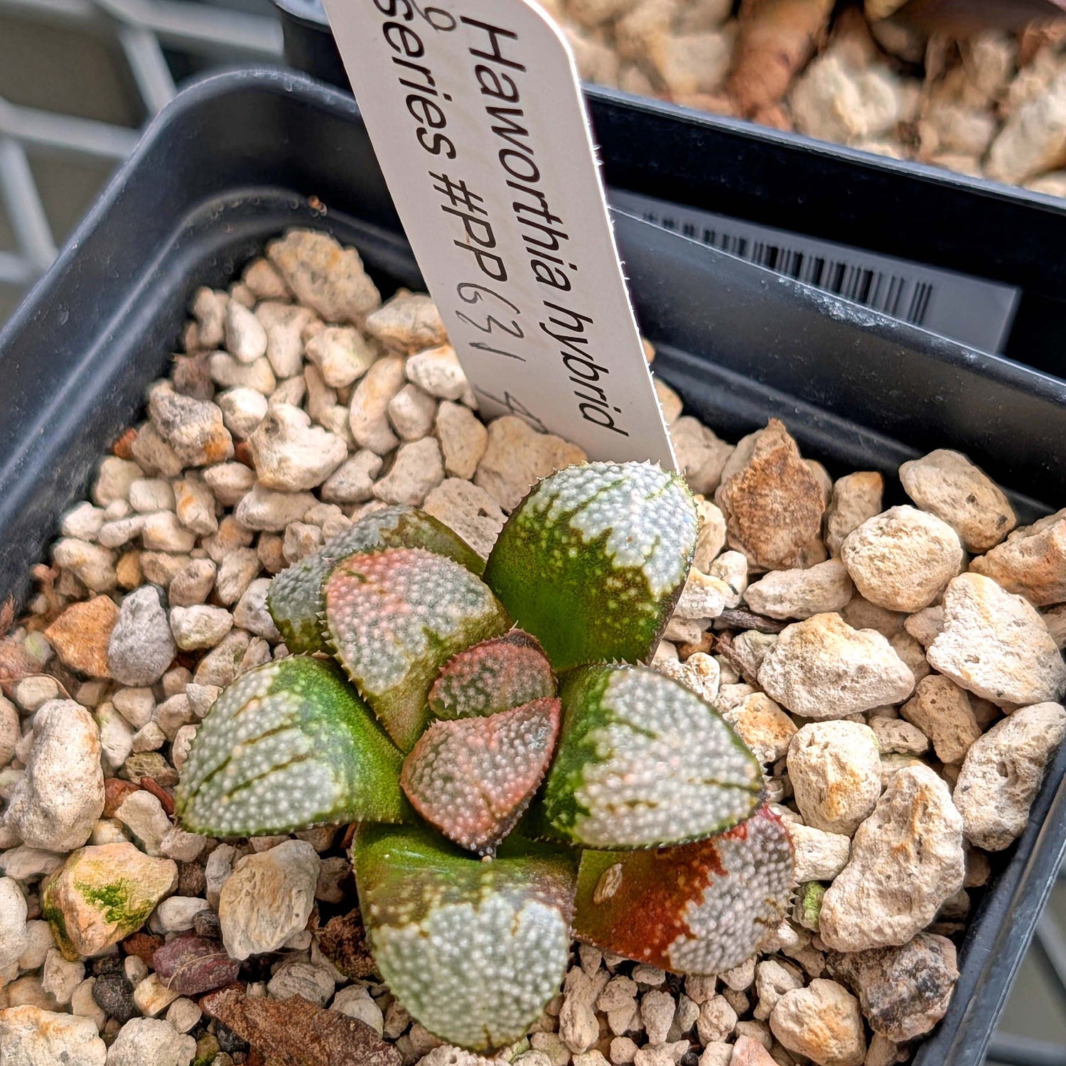 Haworthia "TetraTreasures" PP631 groenewaldii hybrid series #6