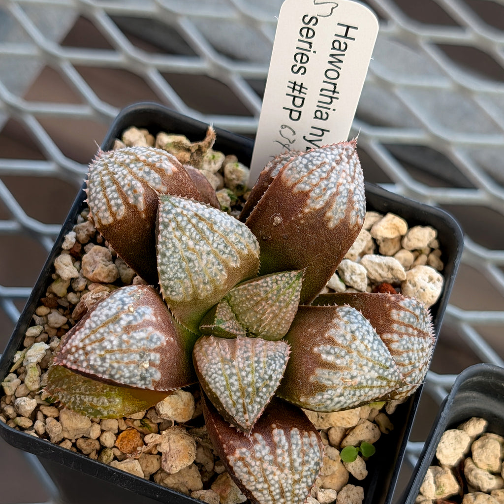 Haworthia "TetraTreasures" PP634 hybrid series #3