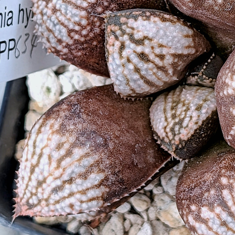 Haworthia 
