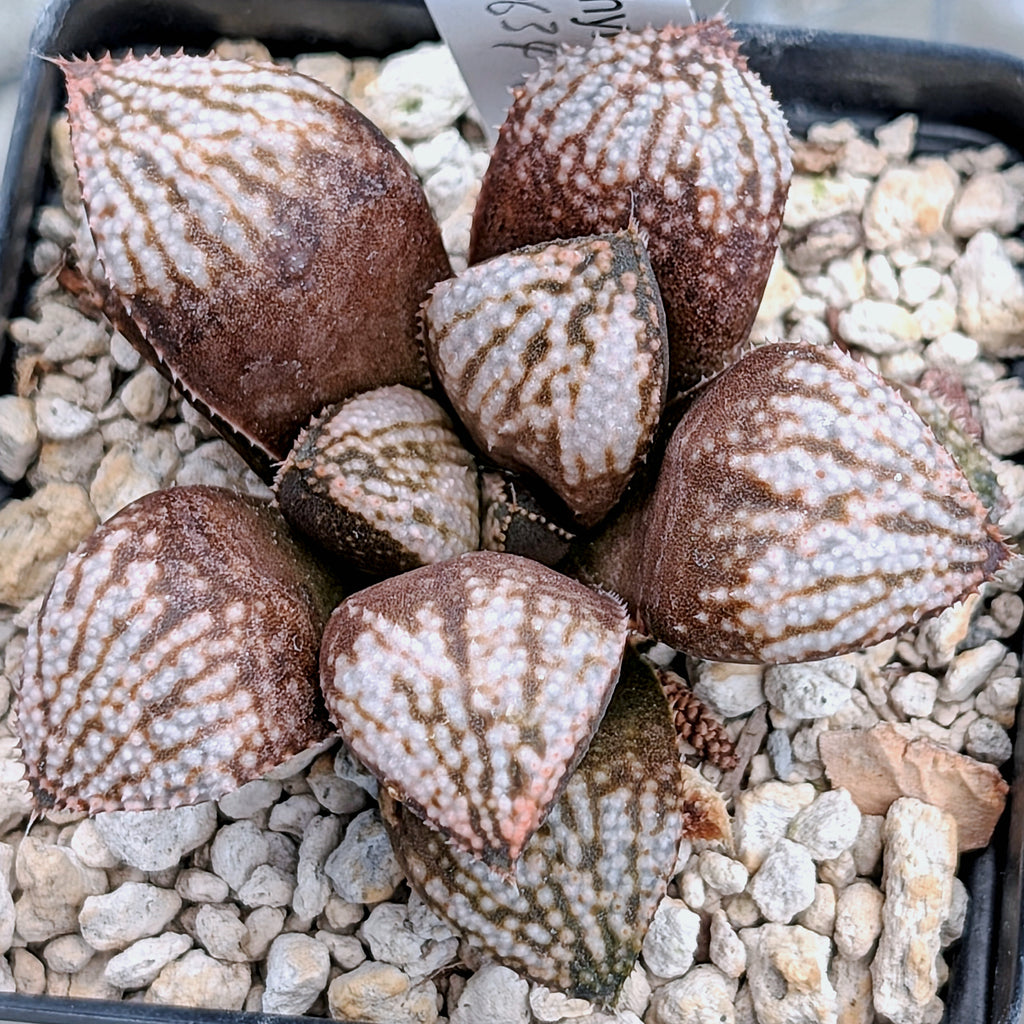 Haworthia "TetraTreasures" PP634 hybrid series #19