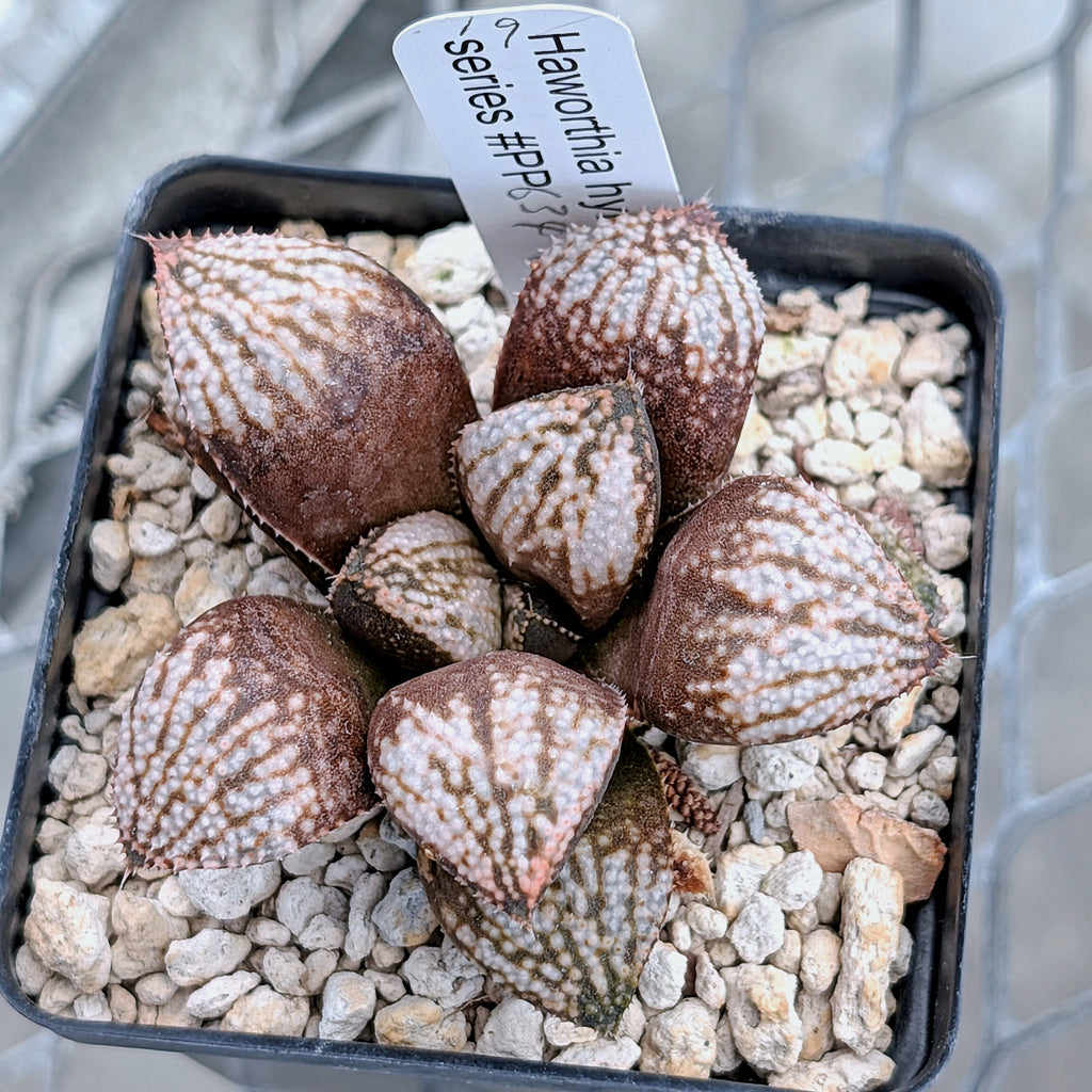 Haworthia "TetraTreasures" PP634 hybrid series #19