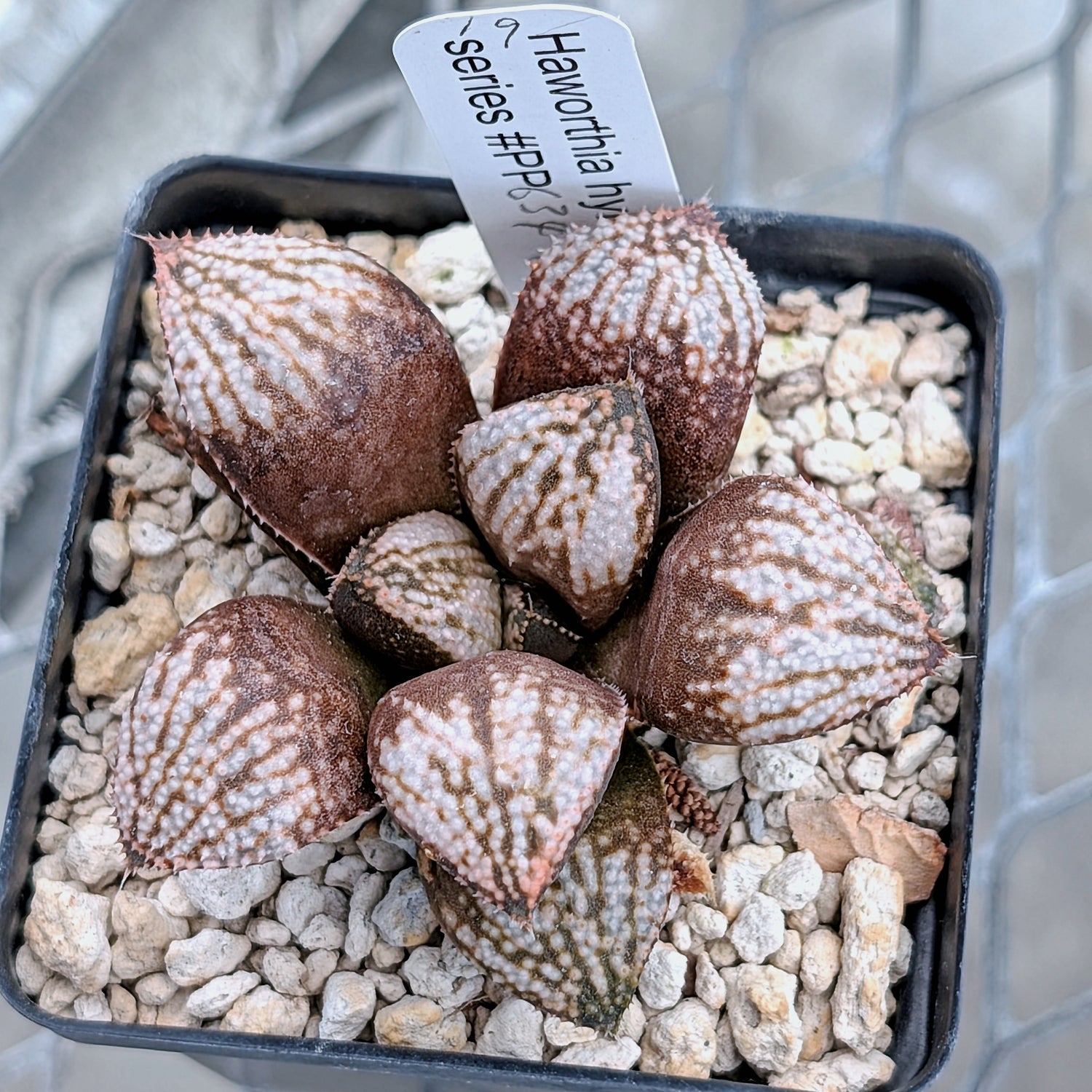 Haworthia "TetraTreasures" PP634 hybrid series #19