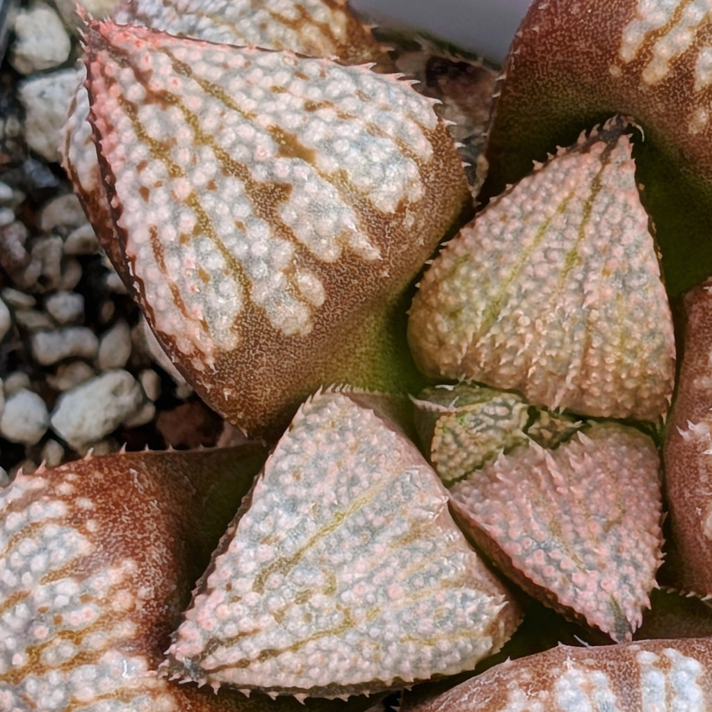 Haworthia "TetraTreasures" PP634 hybrid series #23