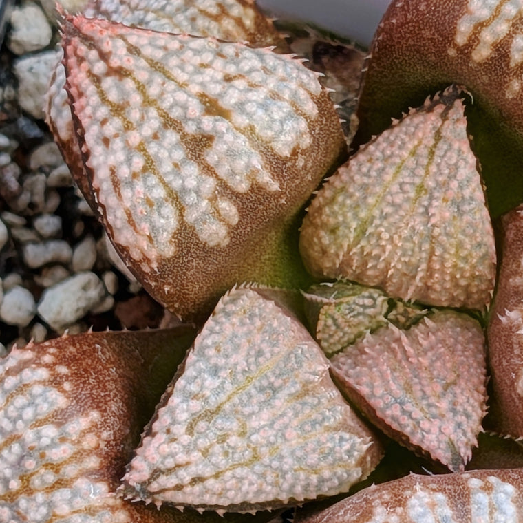 Haworthia 