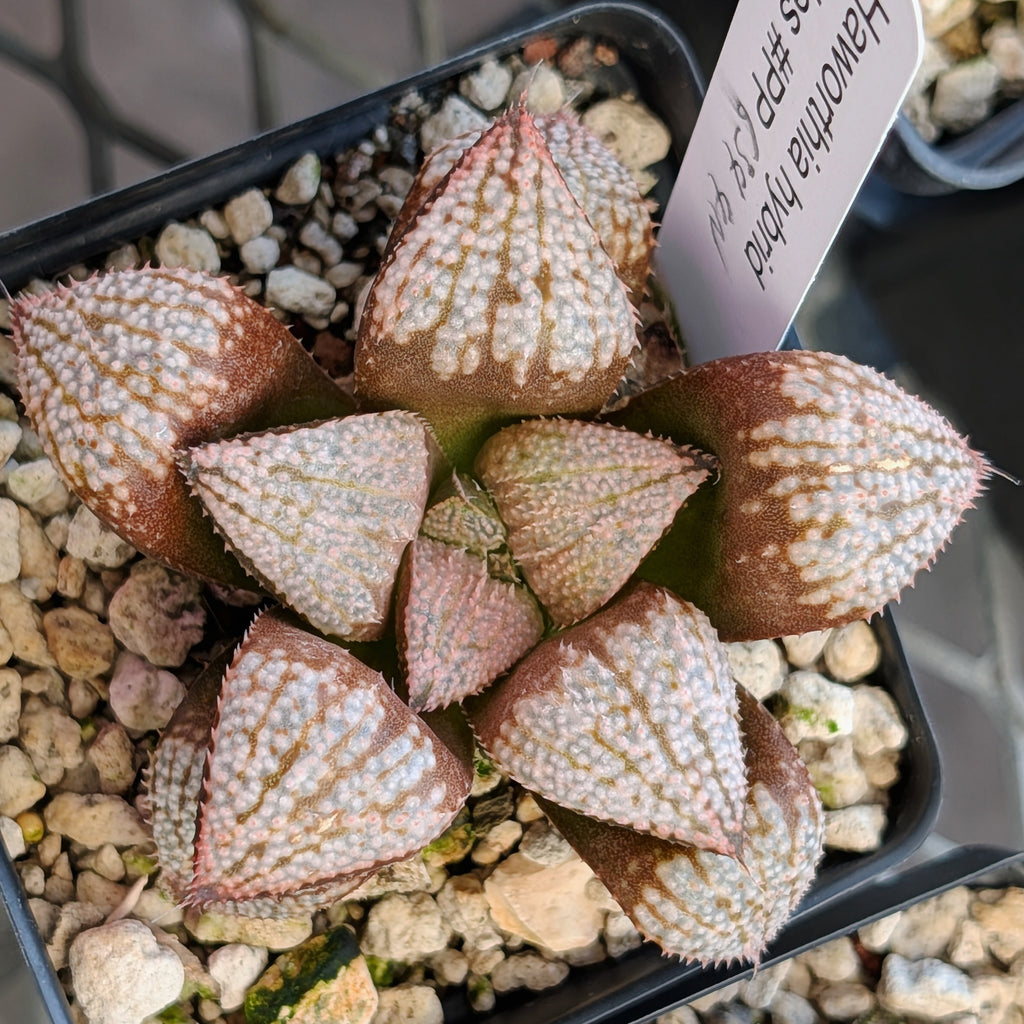 Haworthia "TetraTreasures" PP634 hybrid series #23
