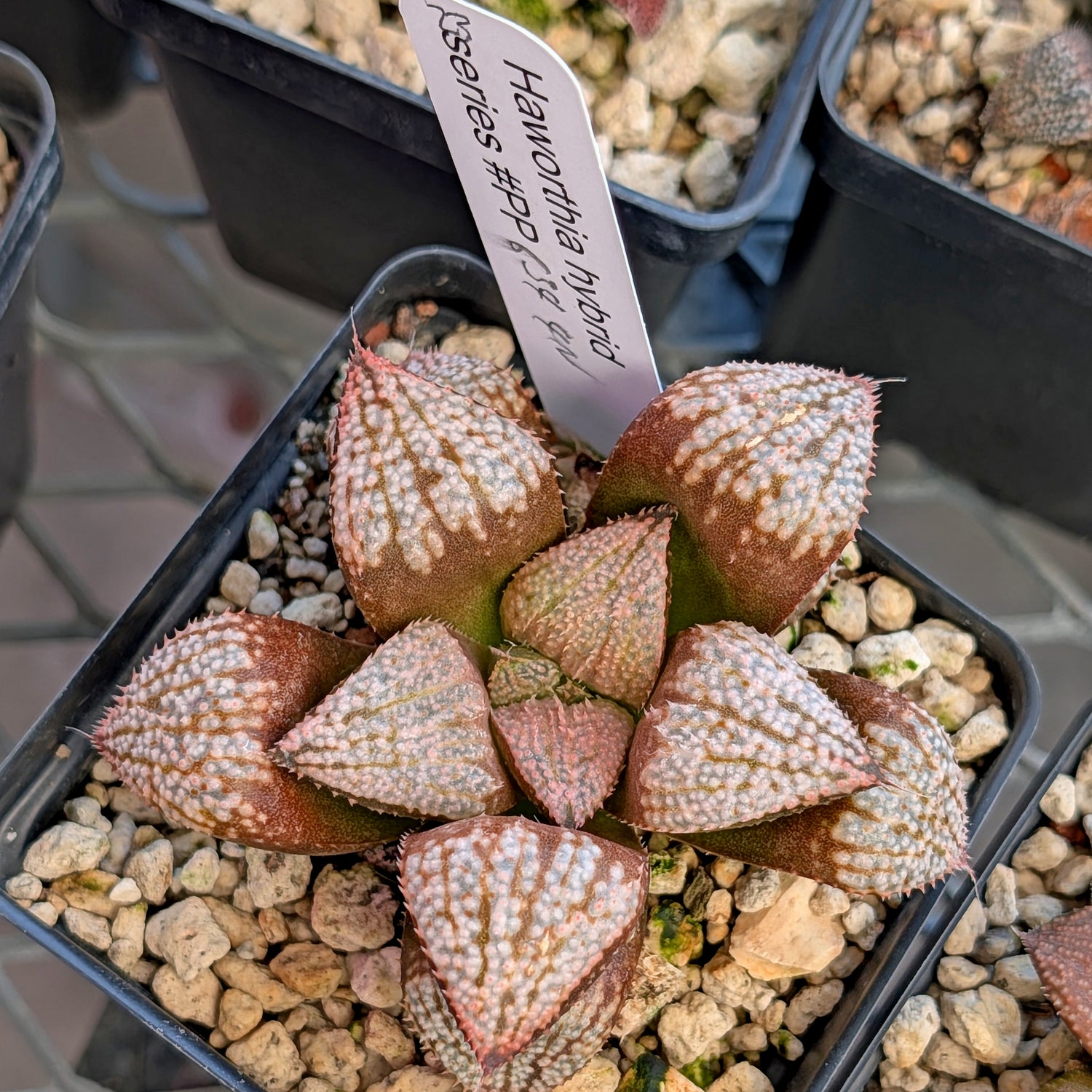 Haworthia "TetraTreasures" PP634 hybrid series #23