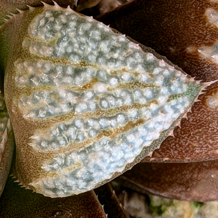 Haworthia 