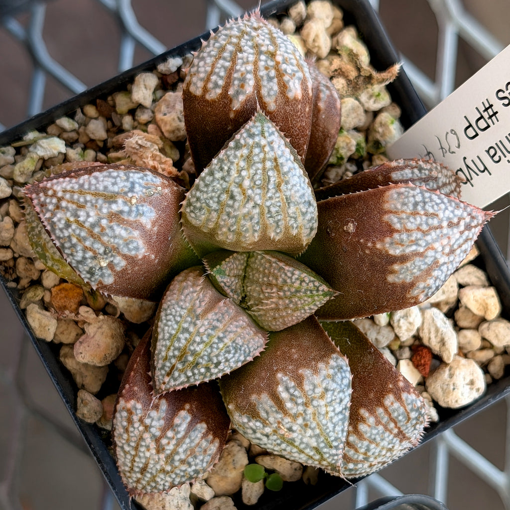 Haworthia "TetraTreasures" PP634 hybrid series #3