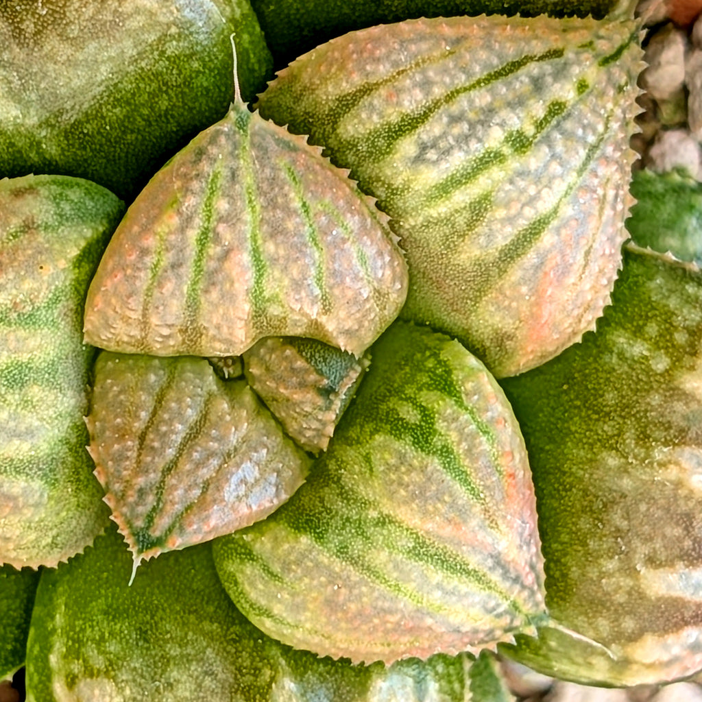 Haworthia "TetraTreasures" PP634 hybrid series #54