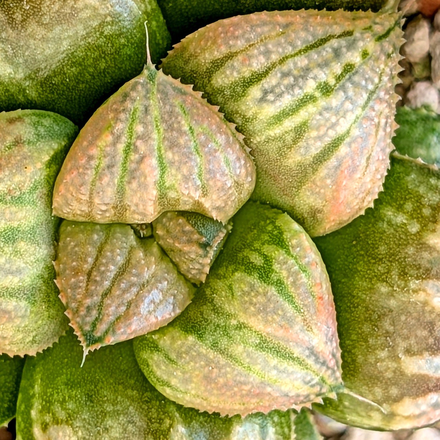 Haworthia "TetraTreasures" PP634 hybrid series #54