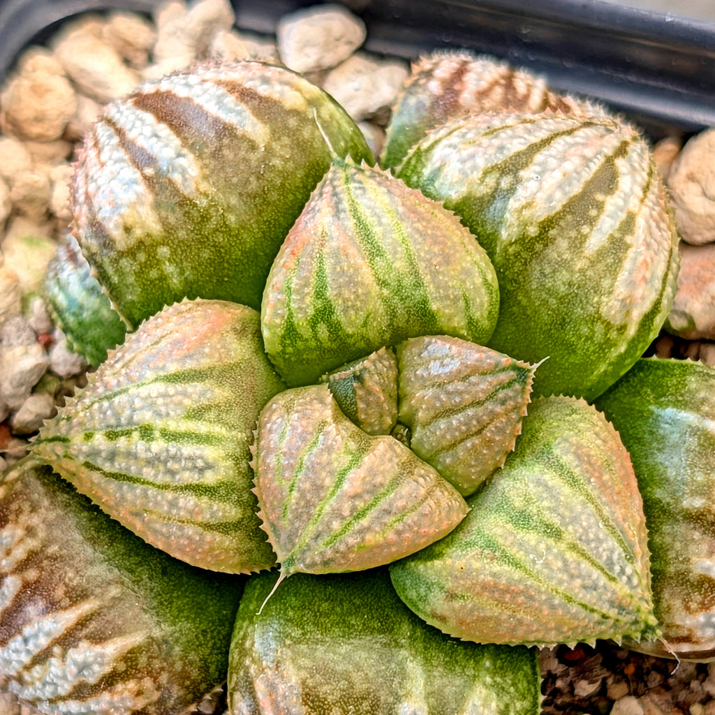 Haworthia "TetraTreasures" PP634 hybrid series #54