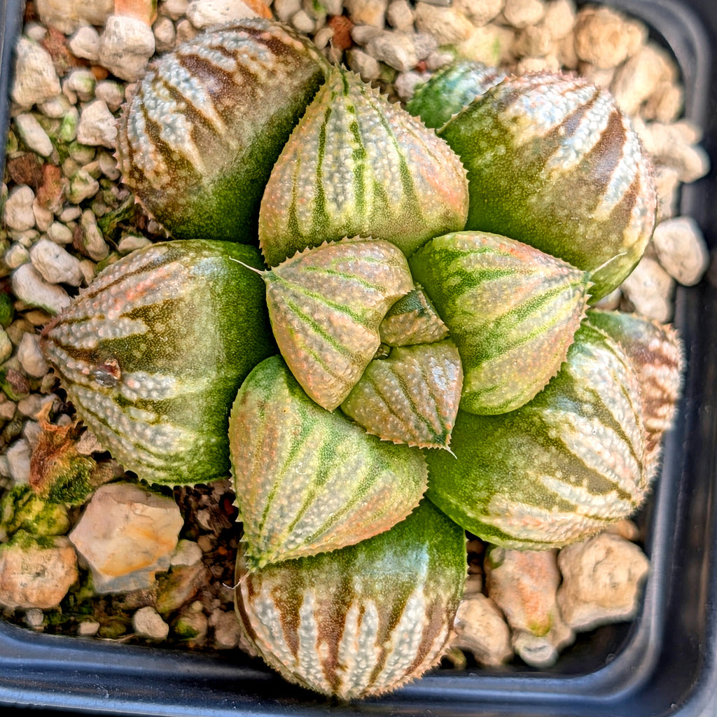 Haworthia "TetraTreasures" PP634 hybrid series #54
