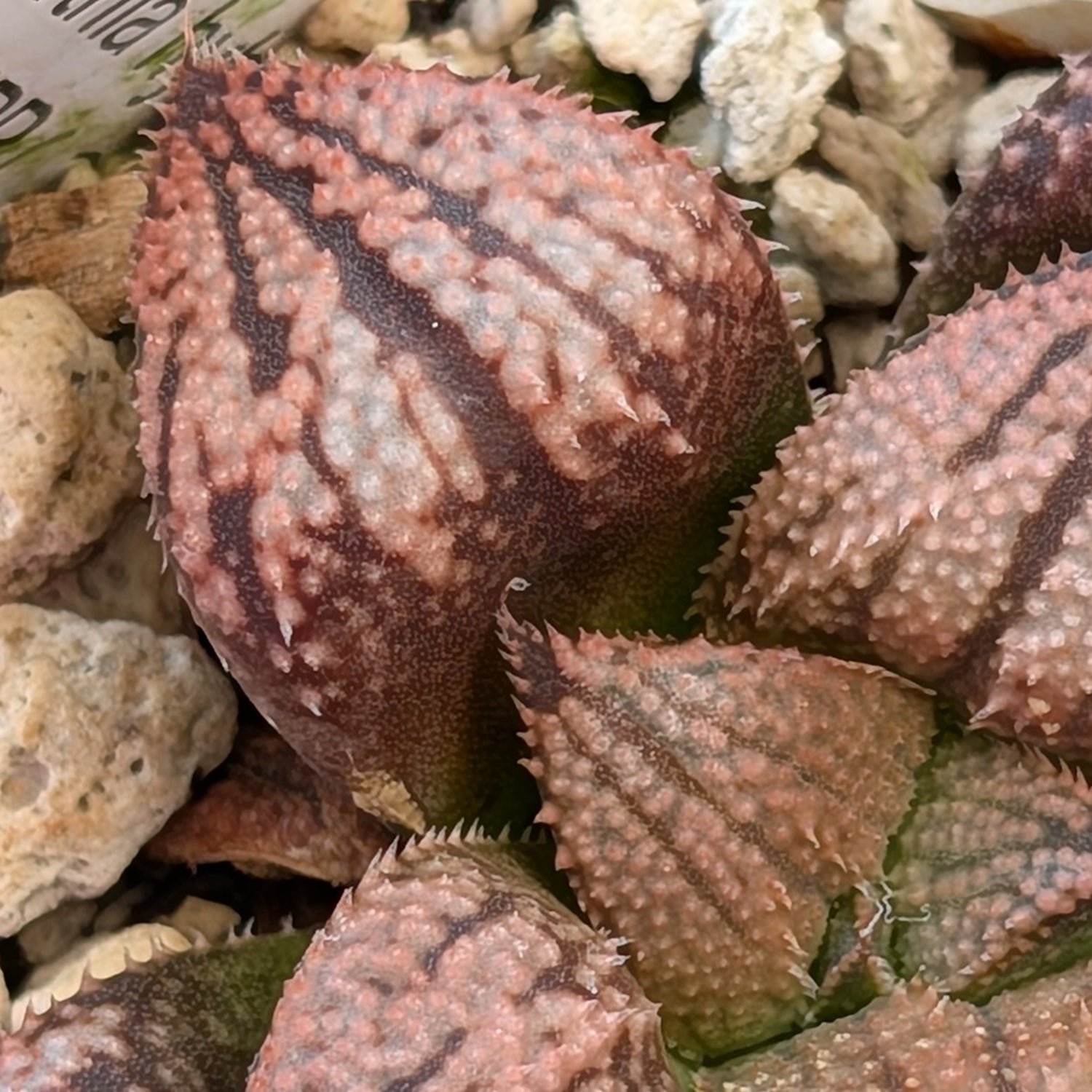 Haworthia "TetraTreasures" PP635 hybrid series #27