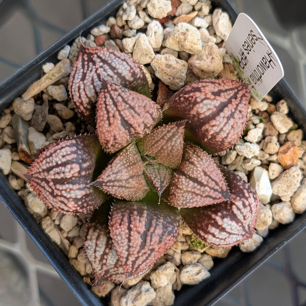 Haworthia "TetraTreasures" PP635 hybrid series #27