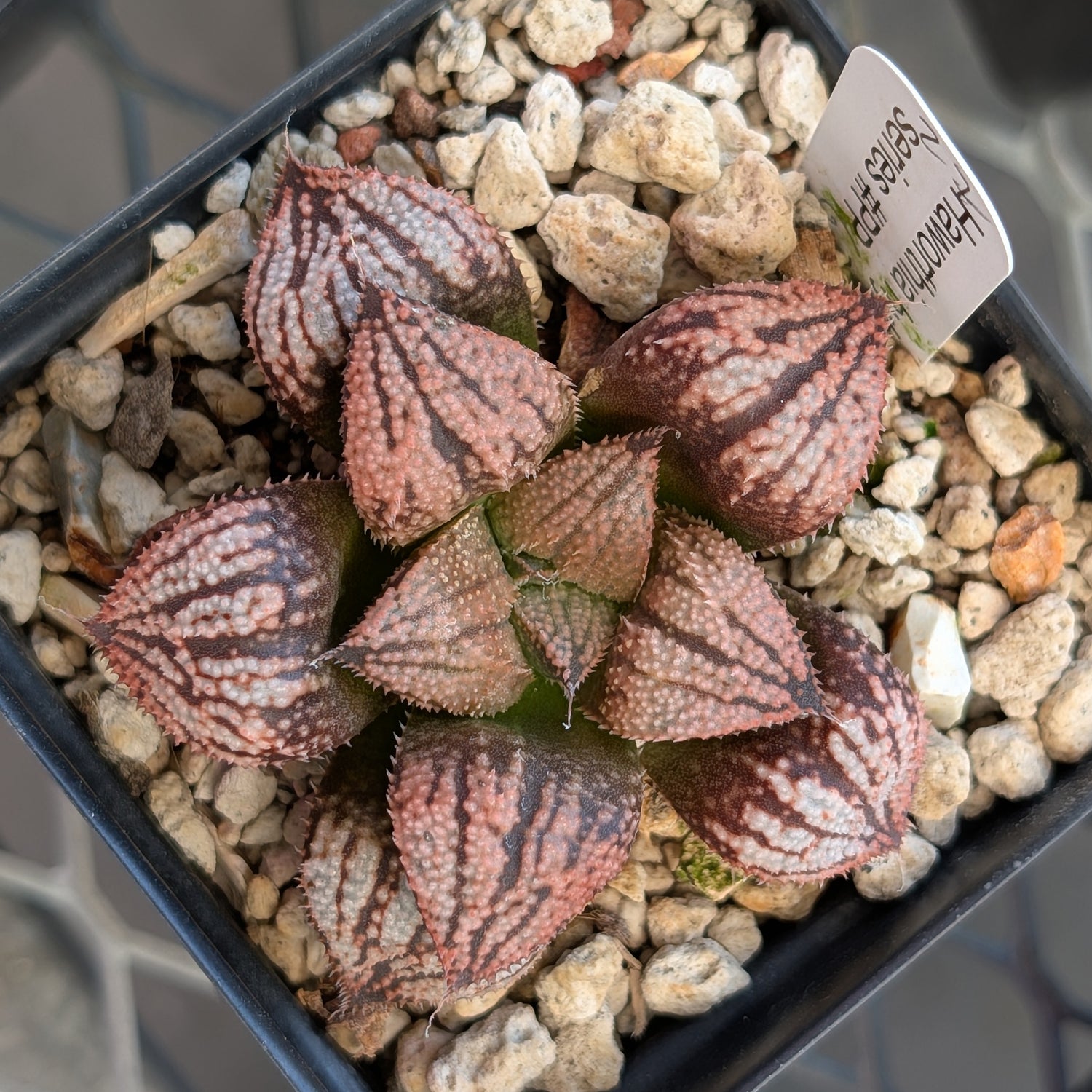 Haworthia "TetraTreasures" PP635 hybrid series #27