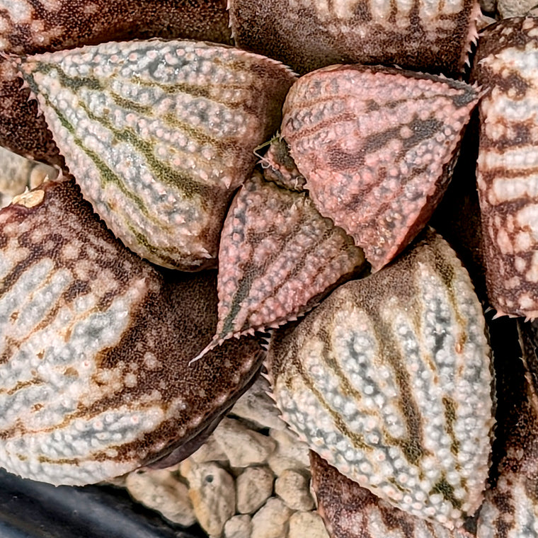 Haworthia 