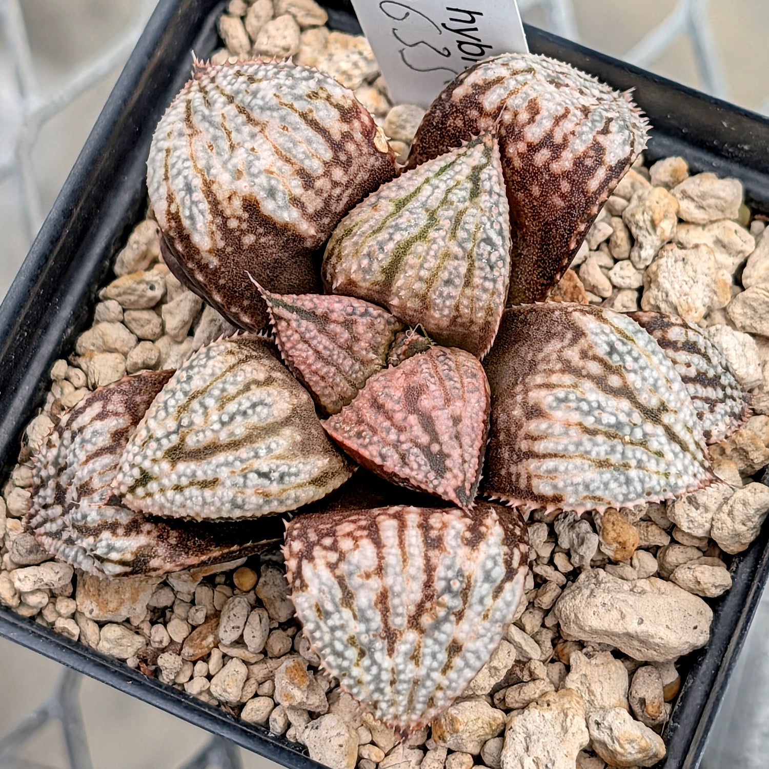 Haworthia "TetraTreasures" PP635 hybrid series #35