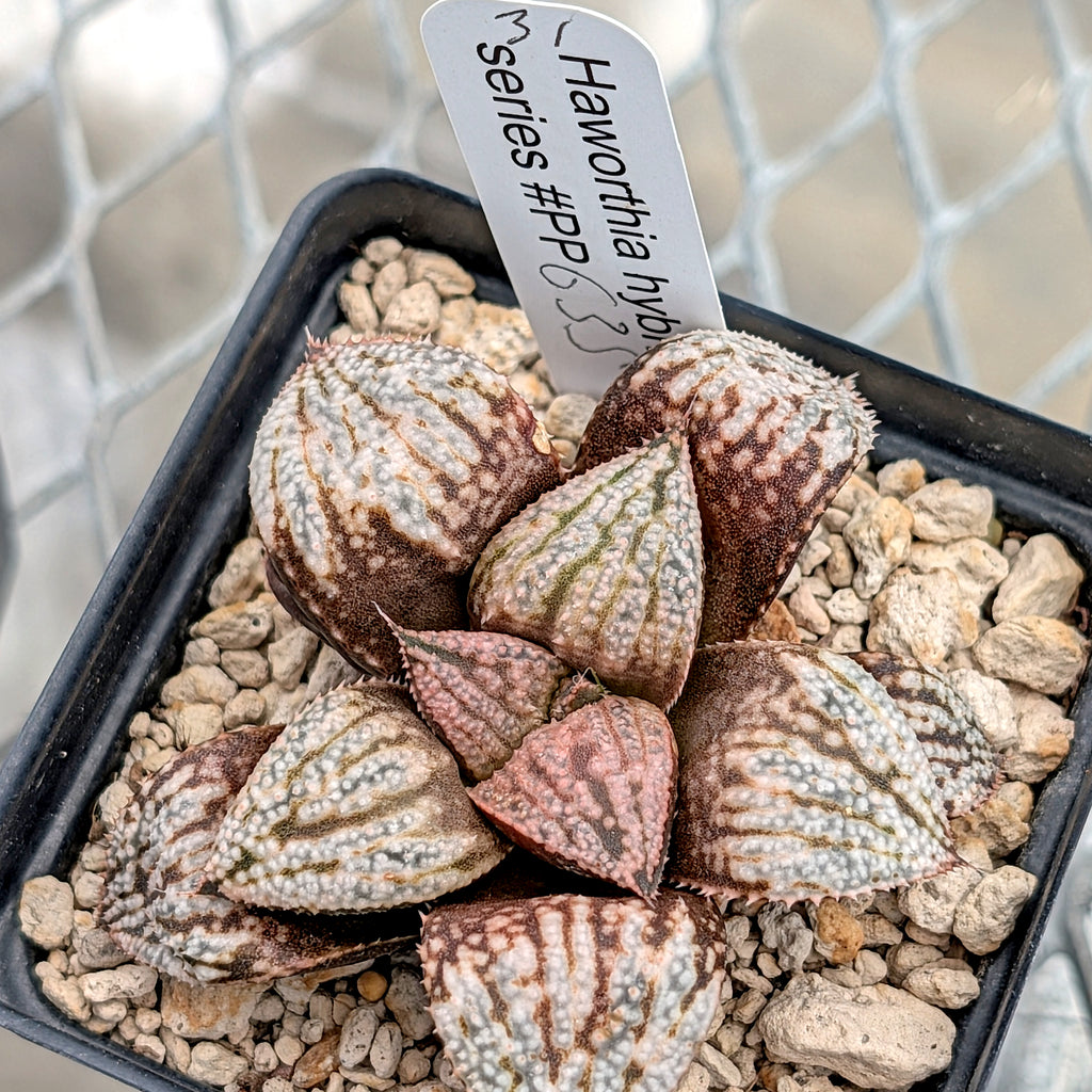 Haworthia "TetraTreasures" PP635 hybrid series #35