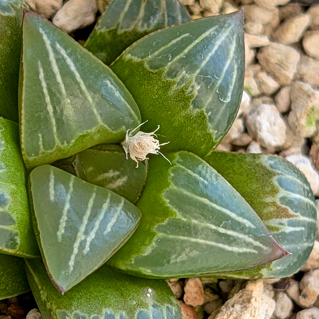 Haworthia PP642 White Widow hybrid series #24