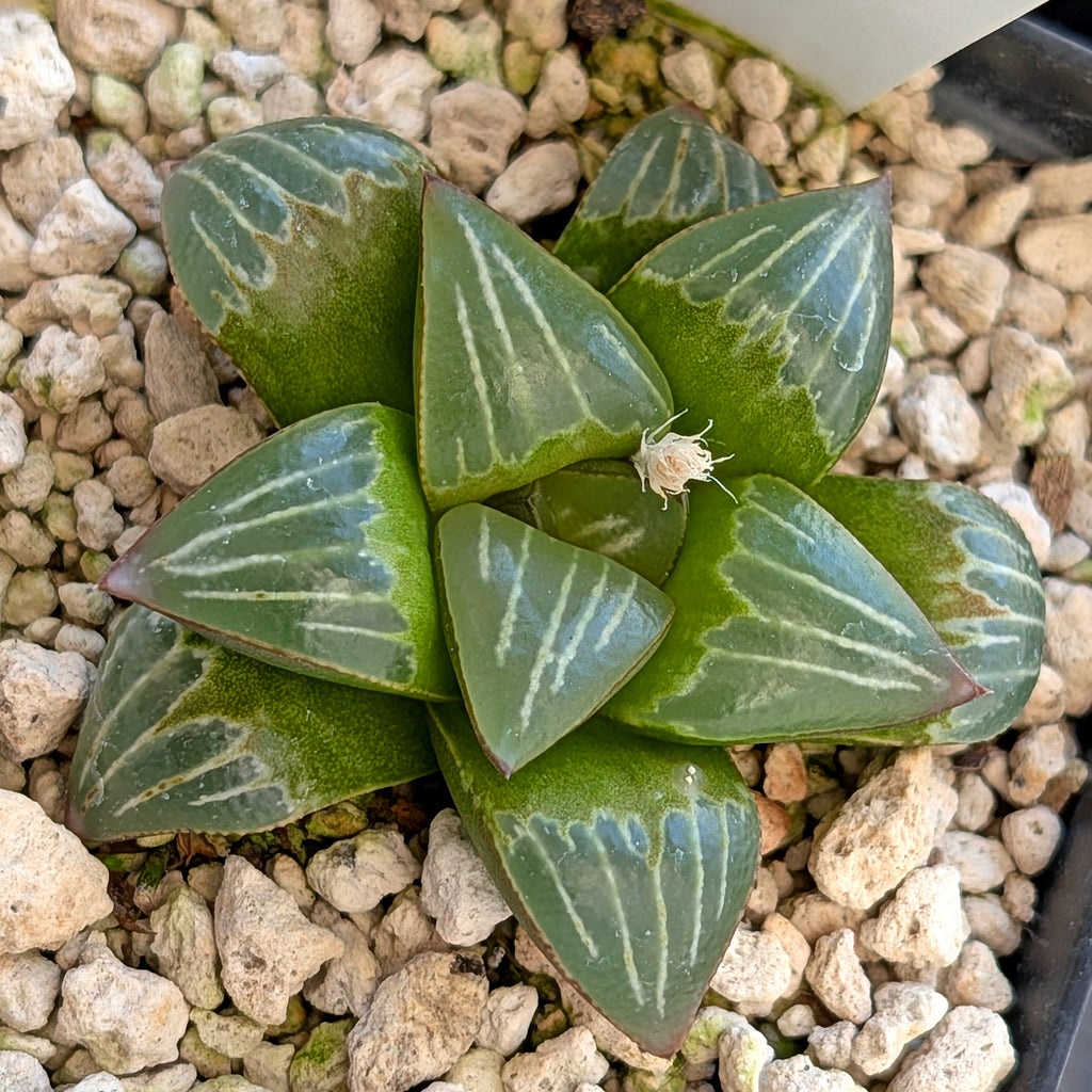 Haworthia PP642 White Widow hybrid series #24