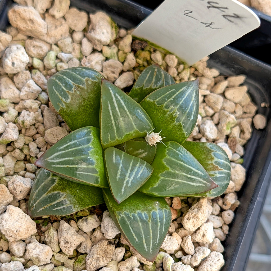 Haworthia PP642 White Widow hybrid series #24