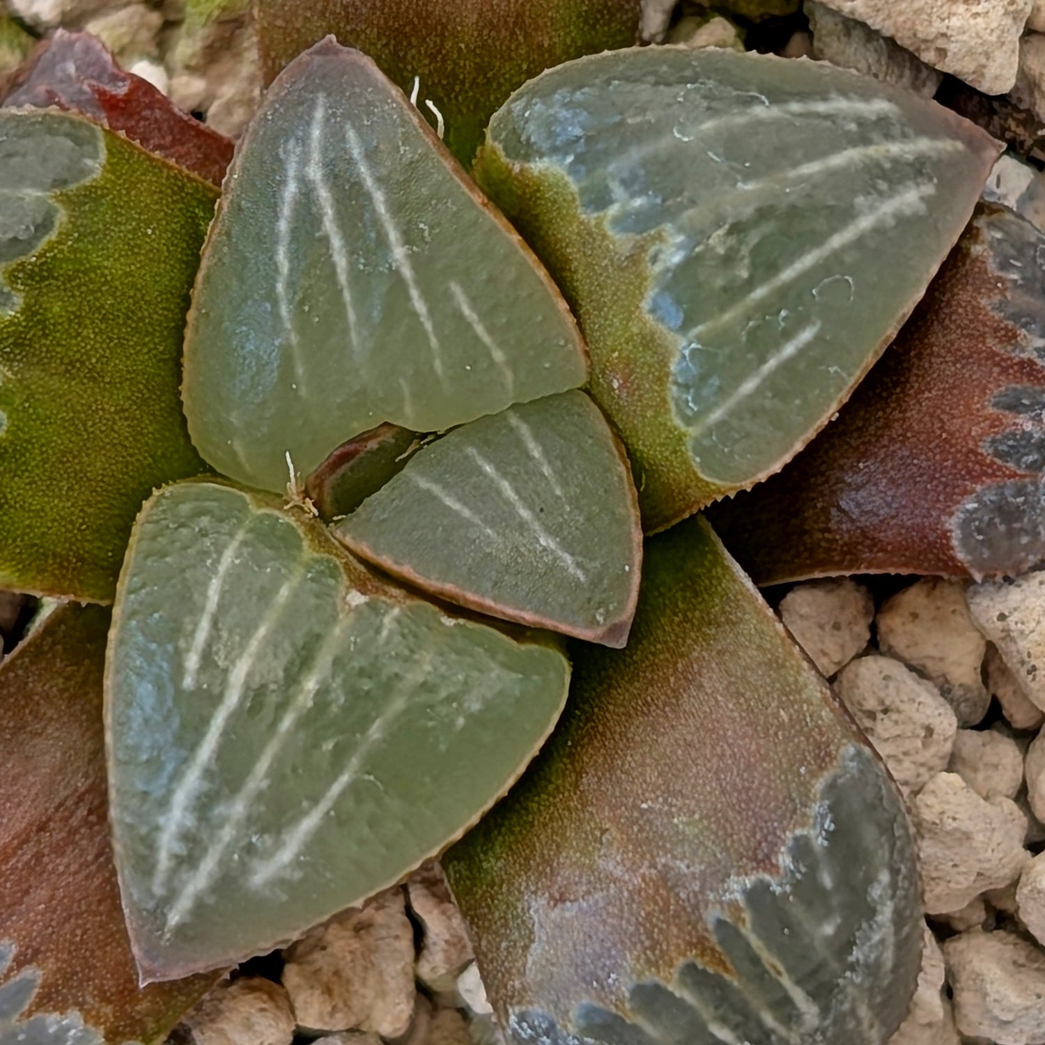 Haworthia PP642 White Widow hybrid series #25