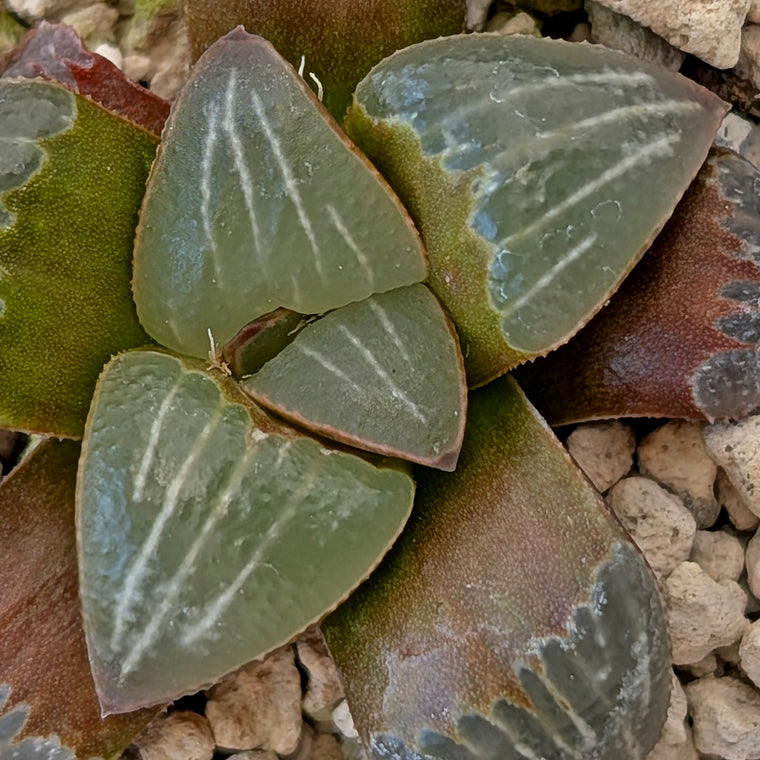 Haworthia PP642 White Widow hybrid series #25