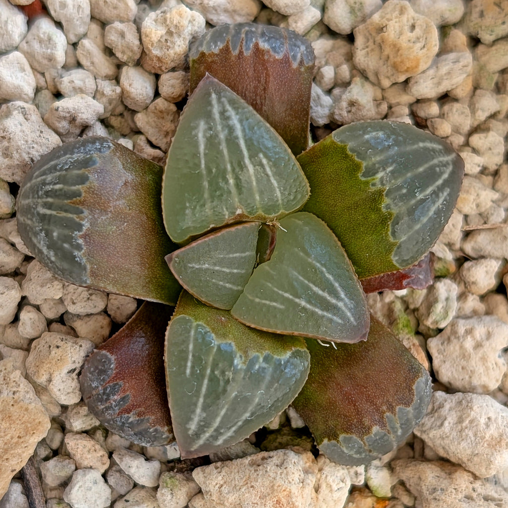 Haworthia PP642 White Widow hybrid series #25