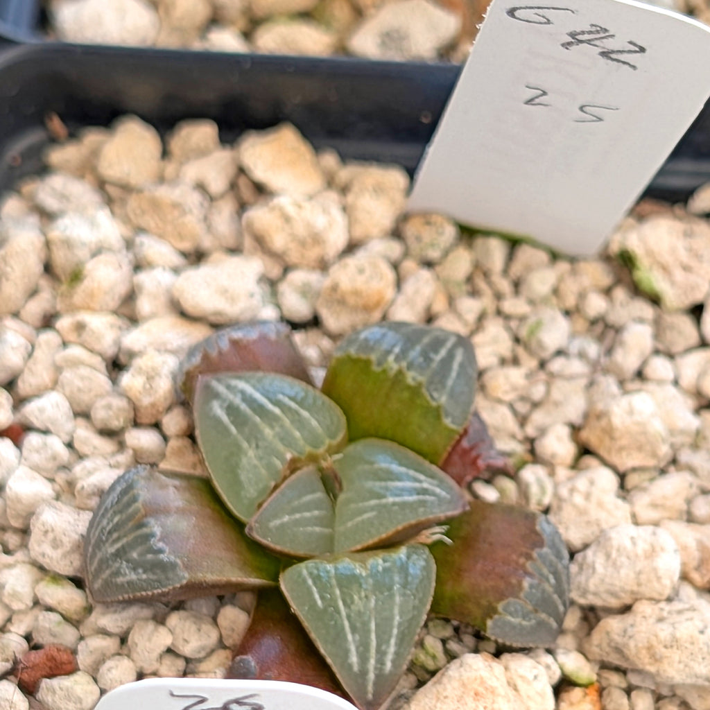 Haworthia PP642 White Widow hybrid series #25