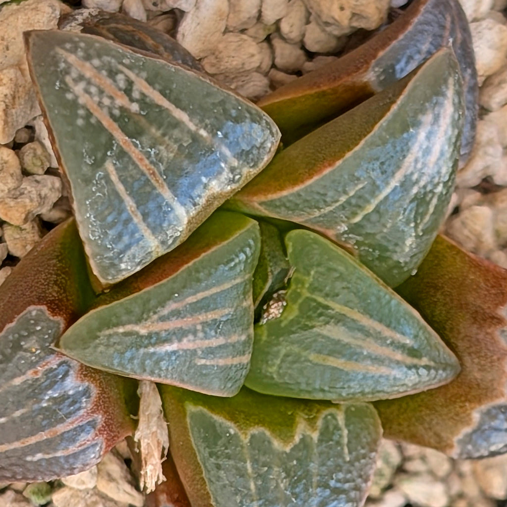Haworthia PP643 White Widow hybrid series #27