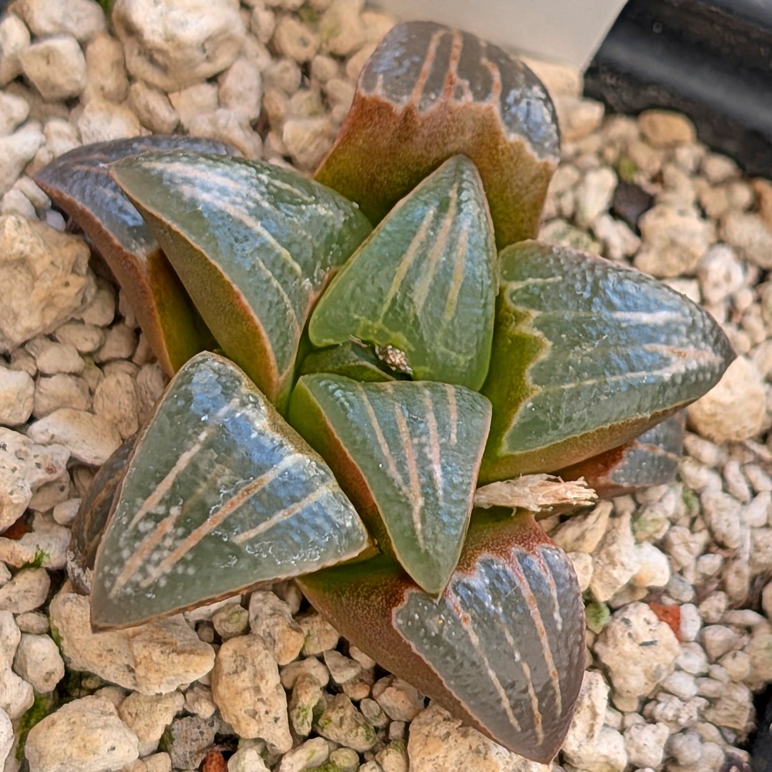 Haworthia PP643 White Widow hybrid series #27