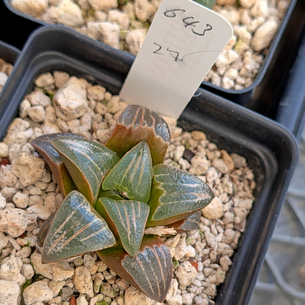 Haworthia PP643 White Widow hybrid series #27