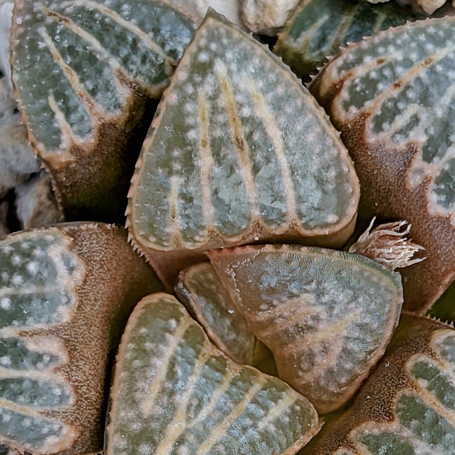 Haworthia PP644 White Widow hybrid series #9