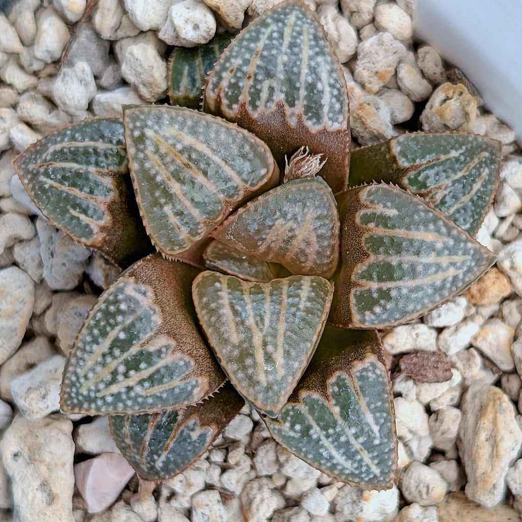 Haworthia PP644 White Widow hybrid series #9