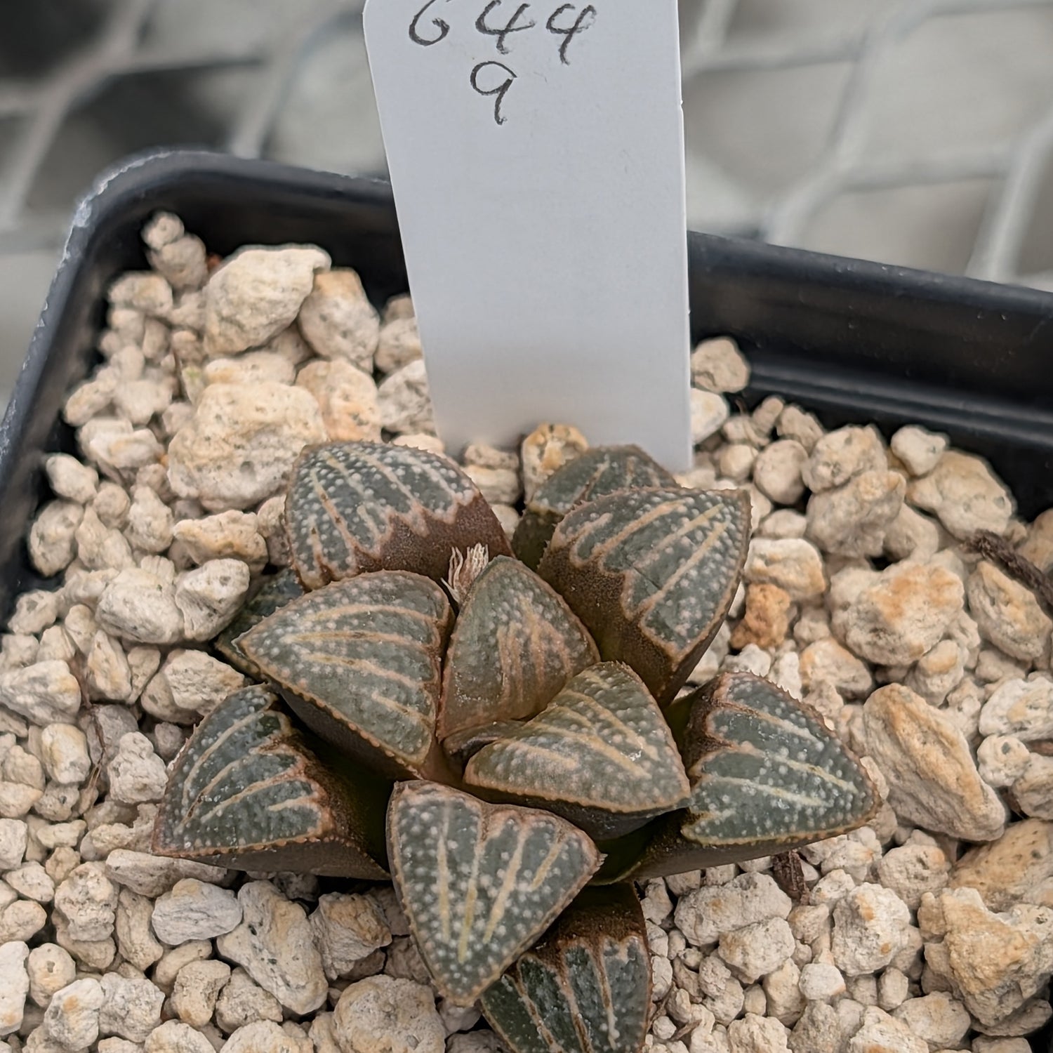 Haworthia PP644 White Widow hybrid series #9