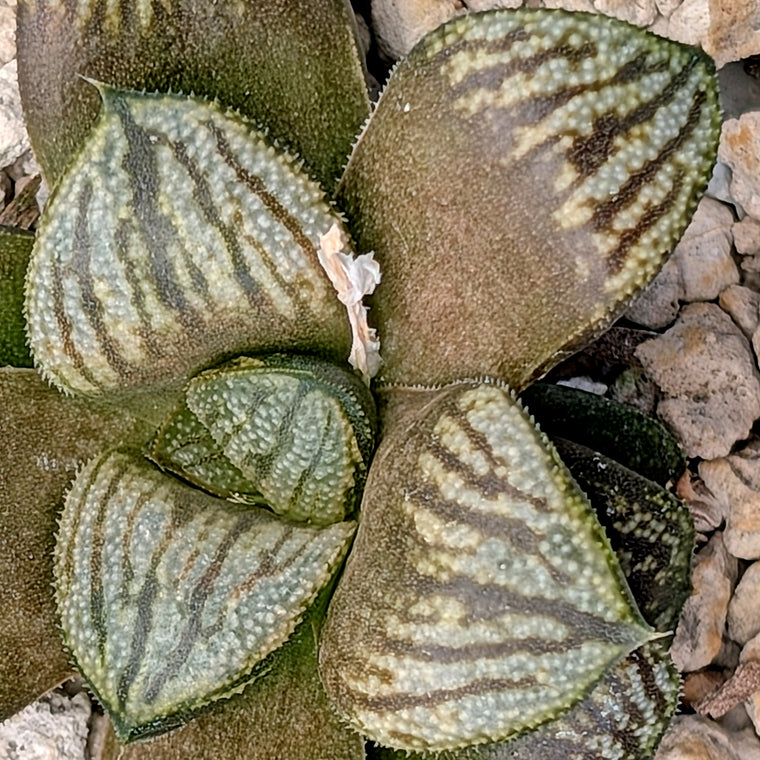 Haworthia  hybrid series PP645 (Copy)